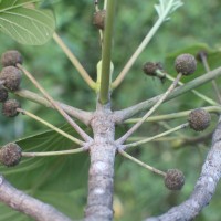 Adina cordifolia (Roxb.) Brandis